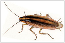 Gandacul asiatic de bucatarie