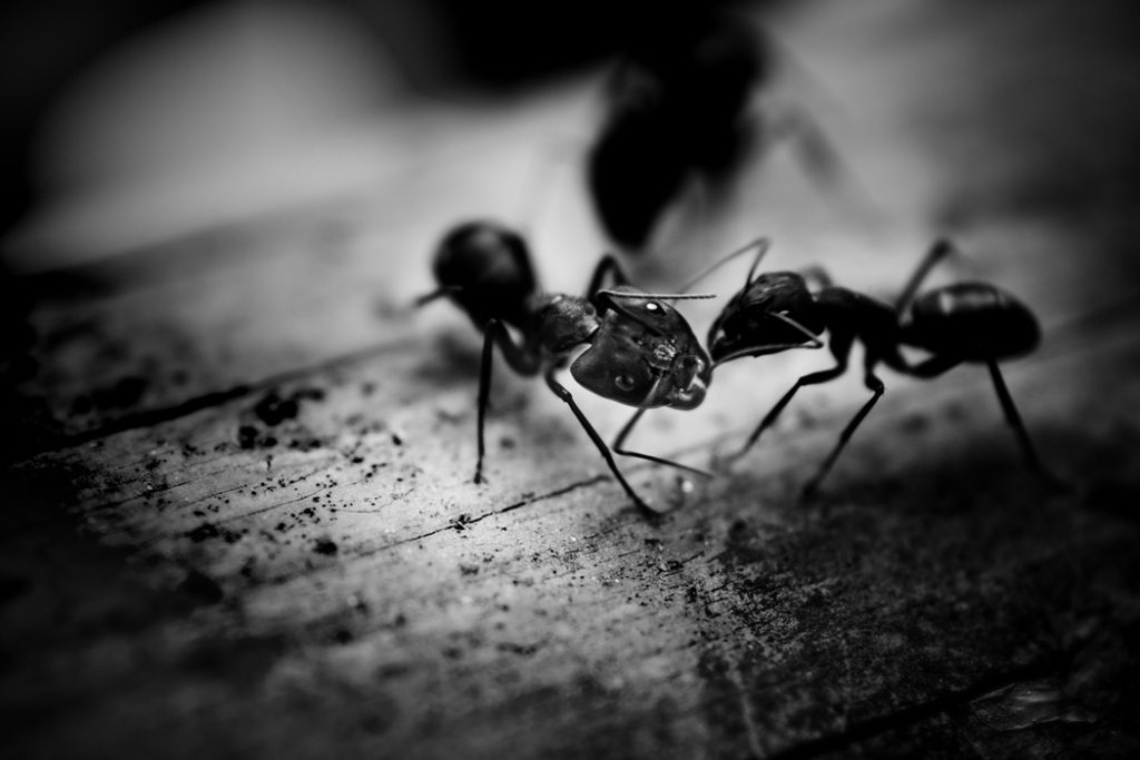 Combaterea furnicilor