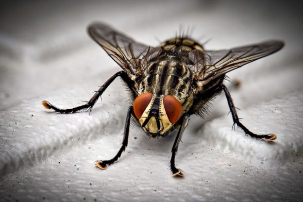 musca