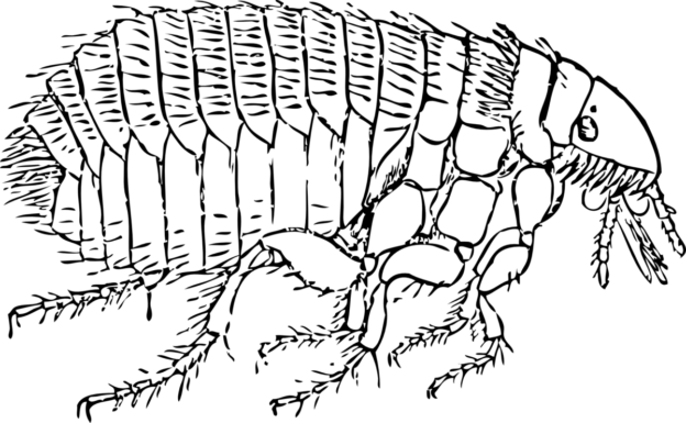 purece de sobolani
