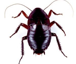 tratamente impotriva gandacilor de bucatarie