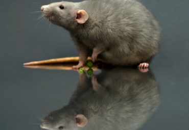 naptera