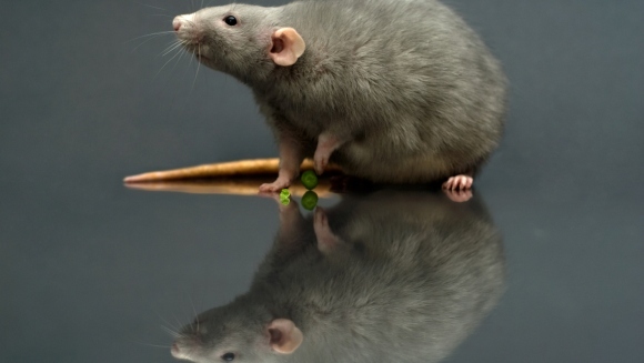 naptera